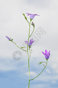 散开的钟花植物铃草植物群荒野紫色天空草本植物背景图片