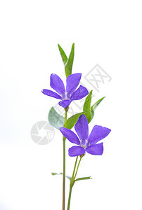较少温卡未成年人草本植物荒野白色紫色植物群植物蓝色背景图片