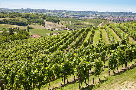 葡萄酒庄意大利的葡萄园水果房子收成国家农场生长植被风景场地季节背景