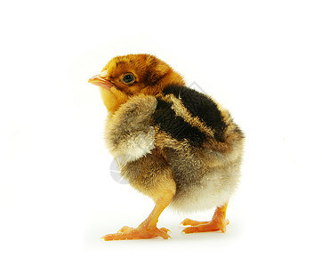 小鸡羽毛生活翅膀孵化婴儿动物母鸡白色生物黄色图片