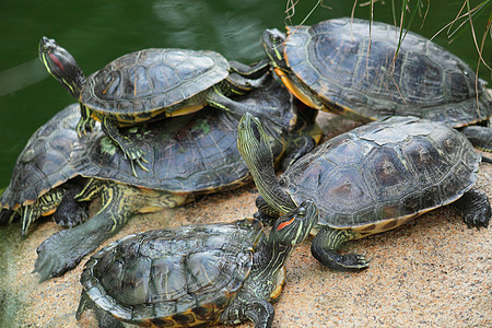 坐在动物园一块石头上的一群红皮滑板海龟眼睛爬虫生活野生动物团体岩石宏观池塘热带乌龟图片