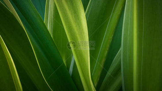 绿叶摘要生长叶子植物群生活脊柱植物绿色图片
