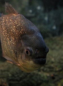 食人动物捕食者动物学危险食人鱼动物群动物园水族馆图片