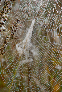 在网络上下珠编织者宝石明信片圈套蜘蛛薄雾动物反射露珠工作图片