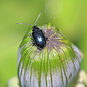 绿药草上的蓝虫场景植物瓢虫宏观昆虫环境甲虫草地花瓣阳光图片