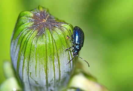 绿药草上的蓝虫瓢虫甲虫害虫翅膀草地花瓣场景环境叶子宏观图片