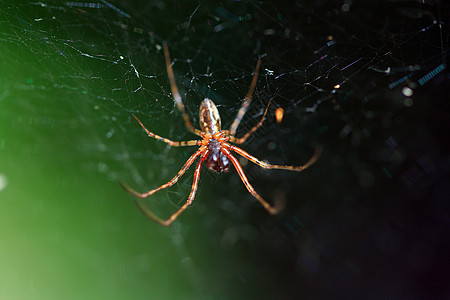 绿色背景的红蜘蛛用餐头发生物警告花园动物素描食物野生动物弹簧图片
