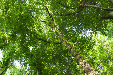 Birch 树冠树木颜色落叶乔木树干森林野生动物太阳树梢蓝色图片