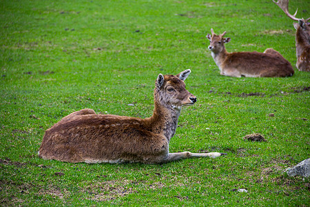 女性红鹿哺乳动物草原草地绿色动物休息毛皮野生动物图片