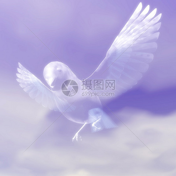鸟插图亮度天堂翅膀多云羽毛气氛蓝色白鸟动物图片