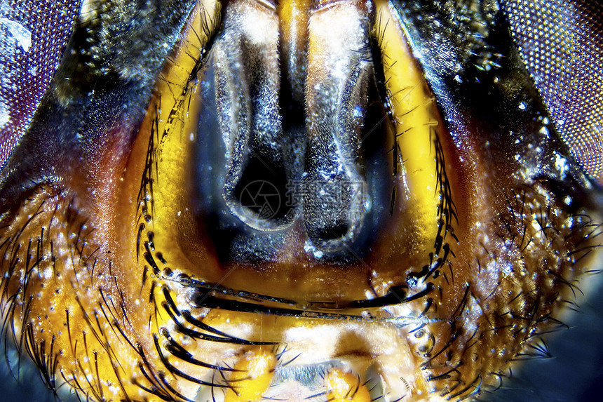 飞绿头生物学微生物学显微肉蝇害虫皮肤天线昆虫照片图片
