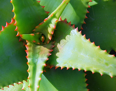 Aloe 绿色棕色植物图片