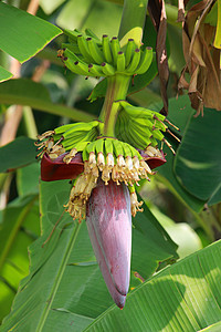 香蕉花花园粉色水果食物树干热带生长种植园农场叶子图片