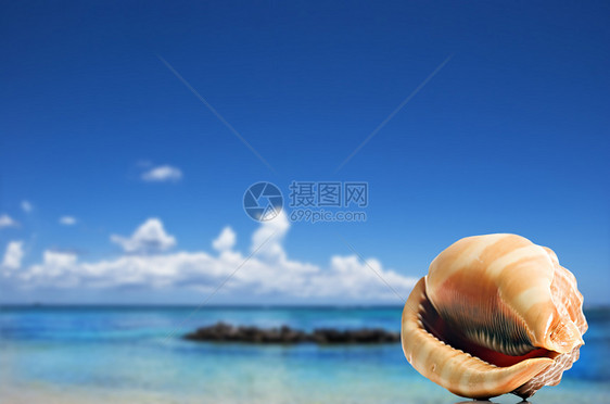 沙滩上一个美丽美美的海贝壳海洋贝壳环境野生动物蓝色支撑海滩假期旅行宝藏图片