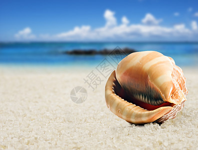 沙滩上一个美丽美美的海贝壳野生动物旅行生物流浪者贝类环境热带海洋宝藏支撑图片