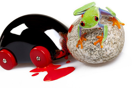 绿红眼青蛙红色宏观石头国王树蛙环境橙子好奇心野生动物动物图片