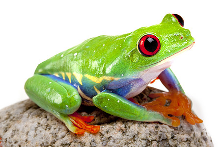 绿红眼青蛙白色绿色红色树蛙橙子石头两栖动物宏观眼睛国王图片