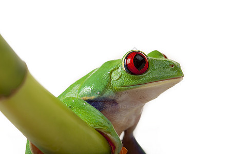 绿红眼青蛙石头动物公主白色眼睛宏观两栖动物好奇心绿色环境图片