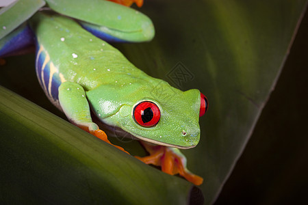 绿红眼青蛙眼睛两栖动物国王宏观绿色树蛙王子环境野生动物好奇心图片