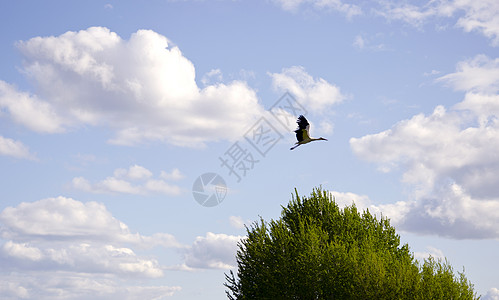 在天空背景上飞翔的白鹤背景图片