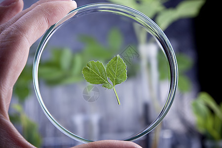 实验室中的植物 遗传科学发芽生物药品叶子生物学生长试管玻璃化学品技术图片