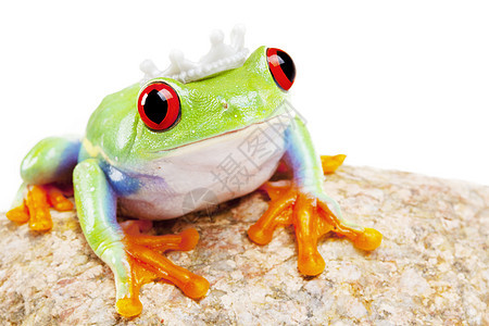 绿红眼青蛙绿色环境动物国王红色树蛙眼睛宏观两栖动物白色图片