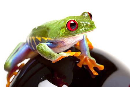 概念中的绿青蛙红眼绿色眼睛动物白色公主红色树蛙橙子宏观图片