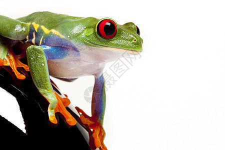 概念中的绿青蛙红色红眼环境野生动物宏观眼睛国王白色好奇心两栖动物图片