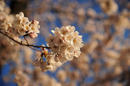 樱花花团体白色蓝色花瓣背景图片