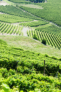 意大利皮埃蒙特附近的维内亚尔植被位置酒业葡萄园农村植物葡萄乡村世界栽培图片