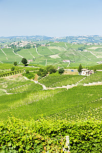 意大利皮埃蒙特巴洛附近的维内亚尔国家植物农村葡萄园藤蔓酒业外观葡萄栽培植被图片