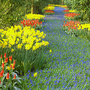 Keukenhof花园 荷兰里塞郁金香外观公园利瑟蓝色花园背景植物学水仙花花朵图片