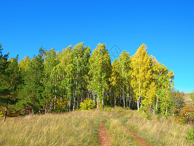 树林的秋天风景图片