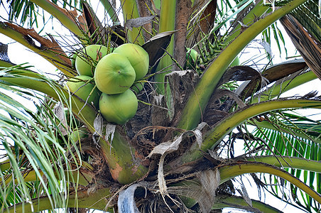 绿椰子植物群绿色热带花园树干叶子棕榈植物食物水果图片