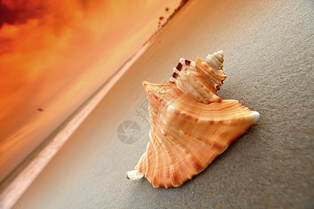贝壳假期海岸线海浪支撑旅行海滩热带天堂天空旅游图片