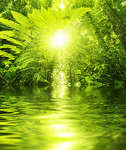 热带森林和河流图片