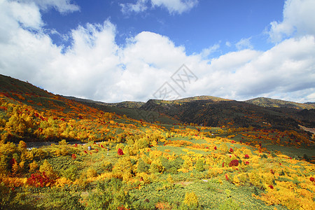 哈奇曼泰的多彩叶子森林季节性树叶黄色植物木头地平线蓝天旅游图片