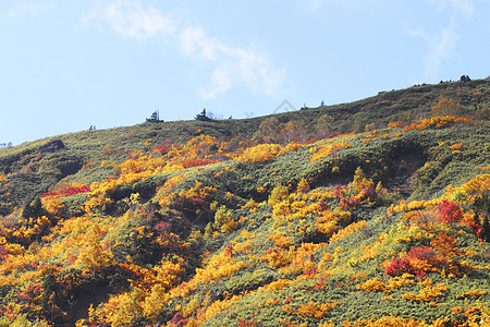 哈奇曼泰的多彩叶子季节性旅游植物树叶地平线蓝天森林黄色木头图片