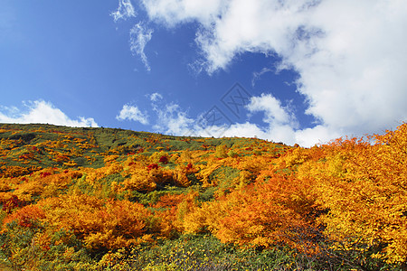 哈奇曼泰的多彩叶子蓝天季节性森林旅游黄色植物地平线树叶木头图片