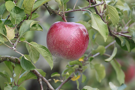 苹果树枝上的红苹果叶子植物甜点水果食物果汁绿色红色农业花园背景