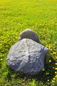 巨大的石头在草地上 满满是黄色的黄袜子图片