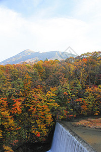 彩色叶子和伊瓦特山树叶黄色地平线森林旅游季节性植物溪流木头图片