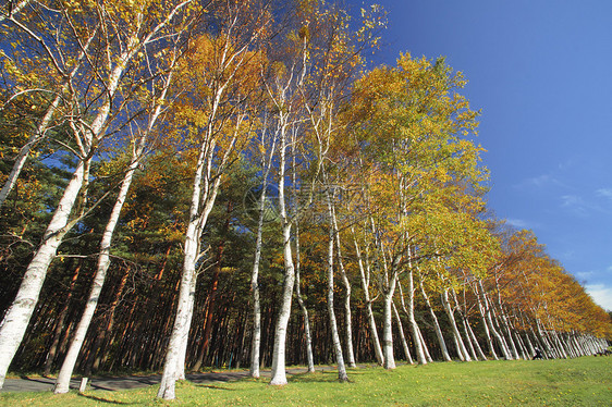 彩色的叶子和白白的树枝旅游树叶森林木头季节性黄色地平线植物白桦图片
