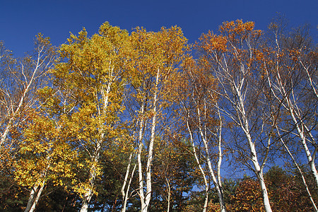彩色的叶子和白白的树枝树叶植物黄色森林地平线季节性木头旅游白桦图片