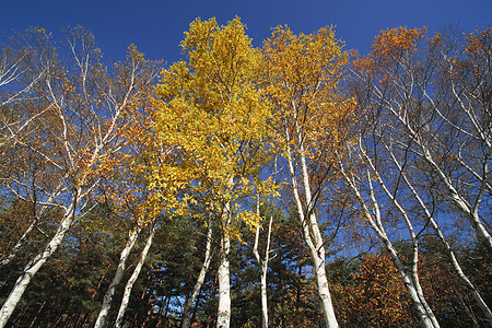 彩色的叶子和白白的树枝树叶旅游白桦季节性黄色森林植物木头地平线图片