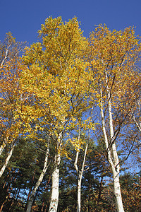 彩色的叶子和白白的树枝木头树叶森林季节性地平线白桦旅游植物黄色图片