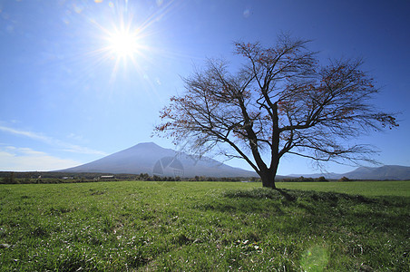 彩色叶子和伊瓦特山旅游季节性黄色树叶木头植物地平线森林图片