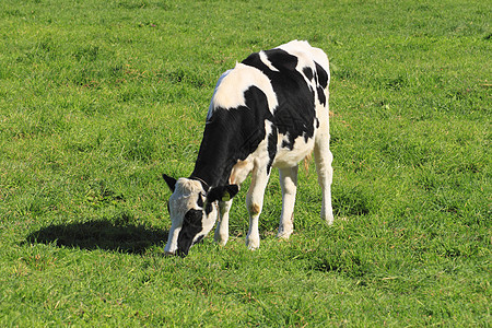 奶牛动物农业水平绿色场地农场黑与白图片