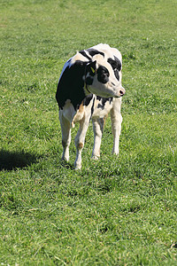 奶牛场地农业动物水平农场绿色黑与白图片