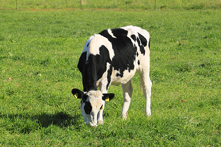 奶牛黑与白水平动物农业场地绿色农场图片